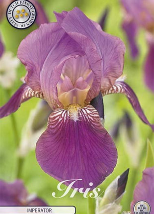 Iris Germanica Imperator (Nyhet) 4-pack - Svedberga Plantskola AB - Köp växter Online med hemleverans.