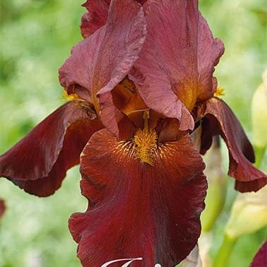 Tyskiris-Iris Germanica Red Chieftain 1-pack
