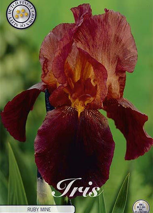 Iris Germanica Ruby Mine (Nyhet) 11-pack - Svedberga Plantskola AB - Köp växter Online med hemleverans.
