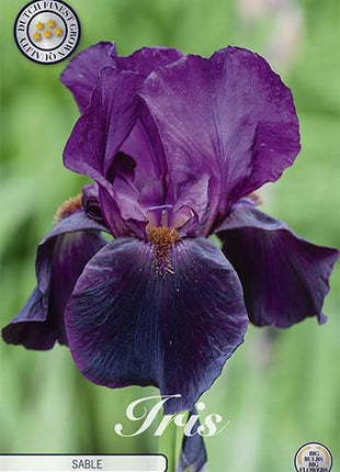 Iris Germanica Sable (Nyhet) 12-pack - Svedberga Plantskola AB - Köp växter Online med hemleverans.