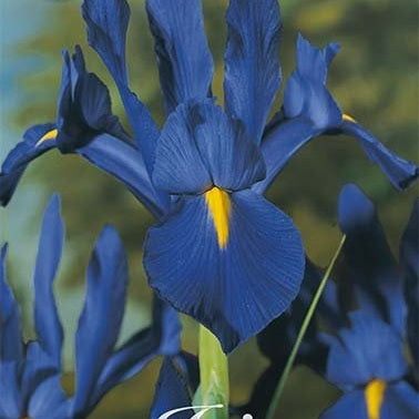 Holländsk Iris-Iris Hollandica 'Blauw' 1-pack