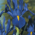 Holländsk Iris-Iris Hollandica &