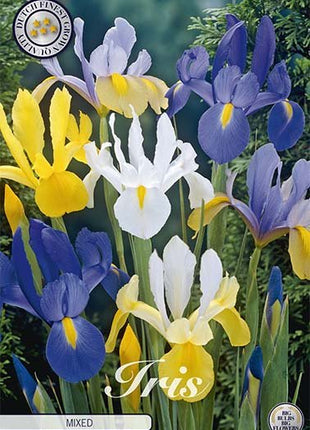 Iris Hollandica Mixed 10 -pack - Svedberga Plantskola AB - Köp växter Online med hemleverans.