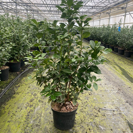 Lagerhägg - Prunus Laurocerasus 'Genolia' 100-125cm - Co 12 - Svedberga Plantskola AB - Köp växter Online med hemleverans.