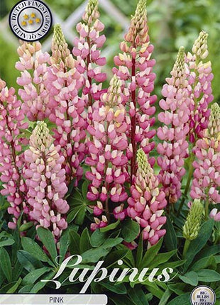 Lupinus Pink 1-pack - Svedberga Plantskola AB - Köp växter Online med hemleverans.