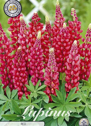 Lupinus Red 1-pack - Svedberga Plantskola AB - Köp växter Online med hemleverans.