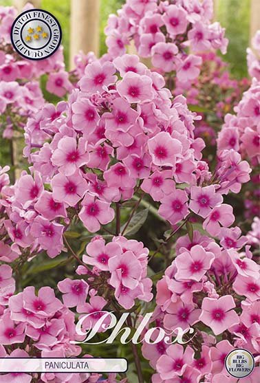 Phlox Pink 1-pack - Svedberga Plantskola AB - Köp växter Online med hemleverans.