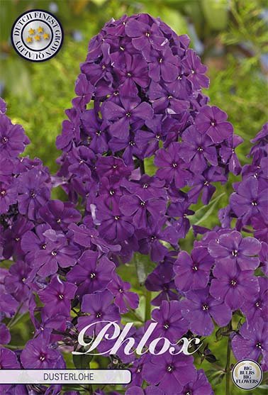 Phlox Purple 1-pack - Svedberga Plantskola AB - Köp växter Online med hemleverans.