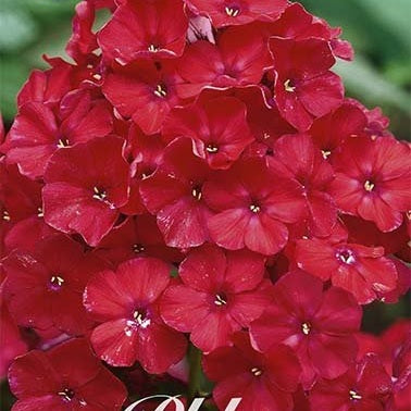 Flox-Phlox Red - Perfection - 1-pack