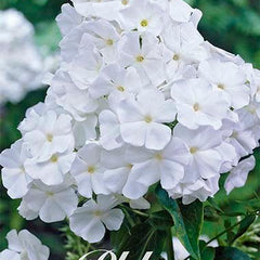 Phlox White 1-pack - Svedberga Plantskola AB - Köp växter Online med hemleverans.