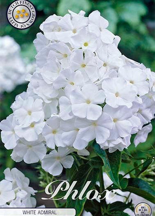 Phlox White 1-pack - Svedberga Plantskola AB - Köp växter Online med hemleverans.