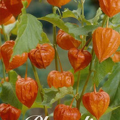 Physalis Orange 4-pack - Svedberga Plantskola AB - Köp växter Online med hemleverans.