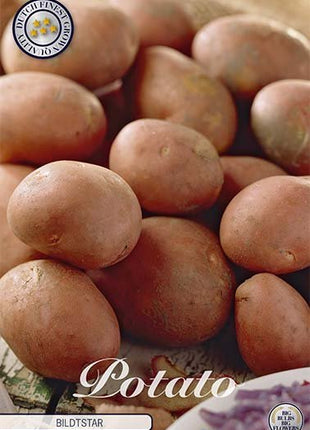 Potato Bildtstar 10-pack - Svedberga Plantskola AB - Köp växter Online med hemleverans.