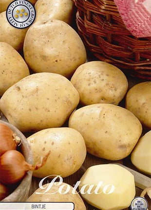 Potato Bintje 10-pack - Svedberga Plantskola AB - Köp växter Online med hemleverans.