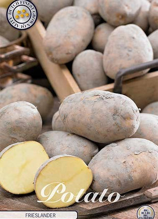 Potato Frieslander 10-pack - Svedberga Plantskola AB - Köp växter Online med hemleverans.