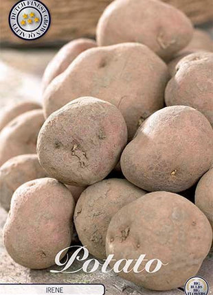 Potato Irene 10-pack - Svedberga Plantskola AB - Köp växter Online med hemleverans.