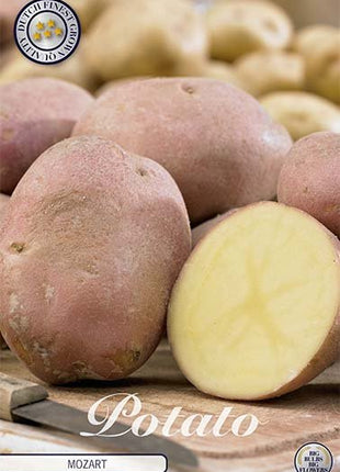 Potato Mozard 10-pack - Svedberga Plantskola AB - Köp växter Online med hemleverans.