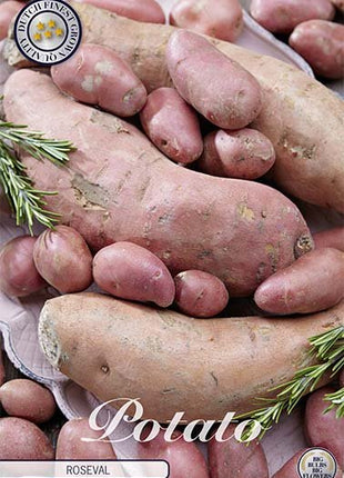 Potato Roseval 10-pack - Svedberga Plantskola AB - Köp växter Online med hemleverans.
