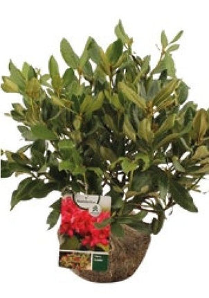 Rhododendron 'Nova Zembla' 50-60 cm Ø 50+ cm Rotklump - Svedberga Plantskola AB - Köp växter Online med hemleverans.