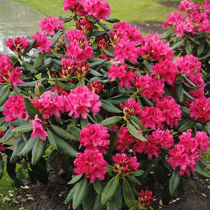 Rhododendron 'Nova Zembla' 50-60 cm Ø 50+ cm Rotklump - Svedberga Plantskola AB - Köp växter Online med hemleverans.