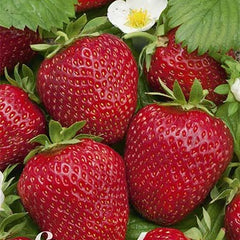 Strawberry Korona 3-pack - Svedberga Plantskola AB - Köp växter Online med hemleverans.