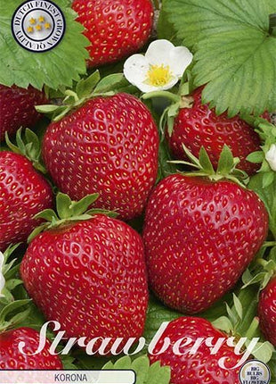 Strawberry Korona 3-pack - Svedberga Plantskola AB - Köp växter Online med hemleverans.