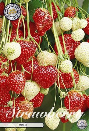 Strawberry Mixed 5-pack - Svedberga Plantskola AB - Köp växter Online med hemleverans.