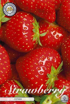 Strawberry Ostara 5-pack - Svedberga Plantskola AB - Köp växter Online med hemleverans.