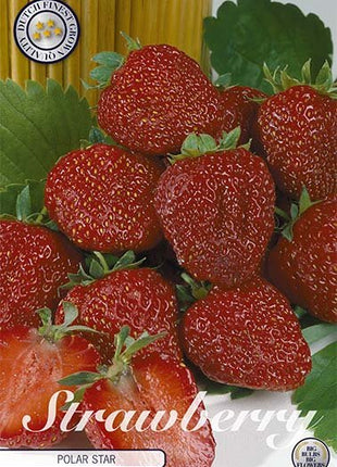 Strawberry Polar Star 3-pack - Svedberga Plantskola AB - Köp växter Online med hemleverans.