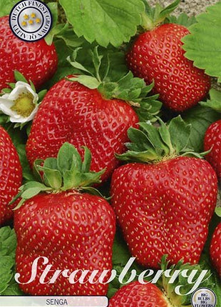 Strawberry Senga 3-pack - Svedberga Plantskola AB - Köp växter Online med hemleverans.