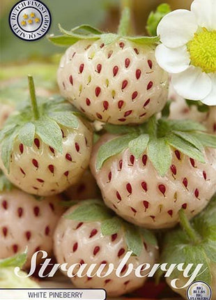 Strawberry White Pineberry 2-pack - Svedberga Plantskola AB - Köp växter Online med hemleverans.