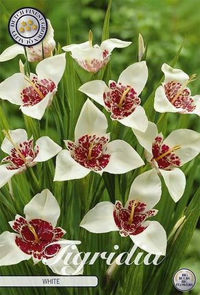 Tigridia White 10 -pack - Svedberga Plantskola AB - Köp växter Online med hemleverans.