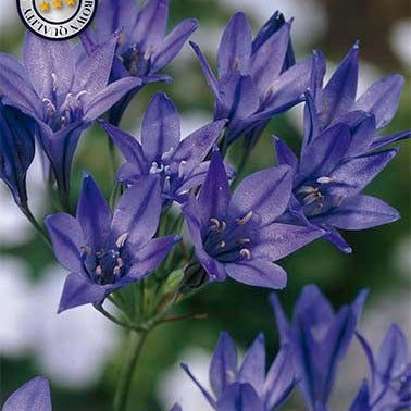 Bukettlilja-Tritelia Queen Fabiola 15-pack