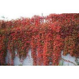 Vildvin parthenocissus quinquefolia var. murorum co5