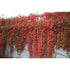 Vildvin parthenocissus quinquefolia var. murorum co5