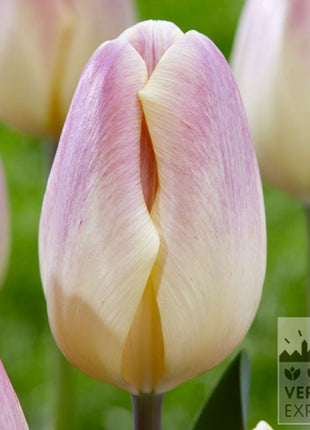 Tilbudsblanding af liljer og tulipaner - Gratis forsendelse - Spar 50%