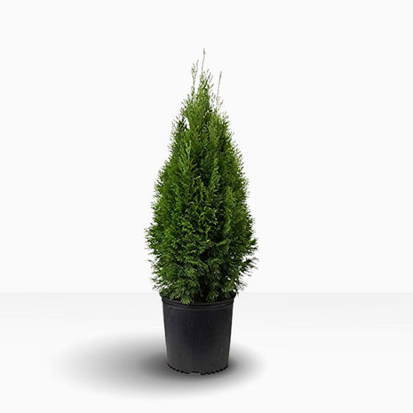 Thuja Fastigiata 80-100 cm, Krukodlad 3-5L